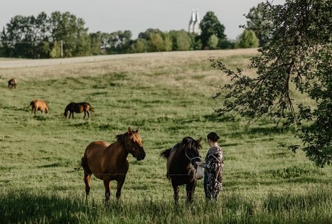 Alanta's horses - organic farm