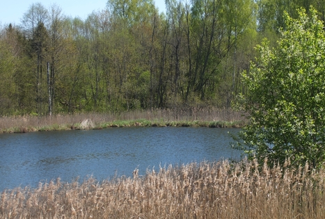 Sodyba „Pagriaumėlės“