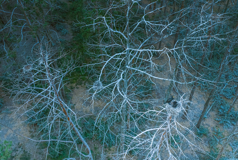 Kuršių nerija: unikalus smėlio kopų pusiasalis
