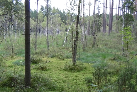 Sodyba „Antanėlio sapnas“