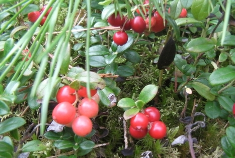 Sodyba „Antanėlio sapnas“