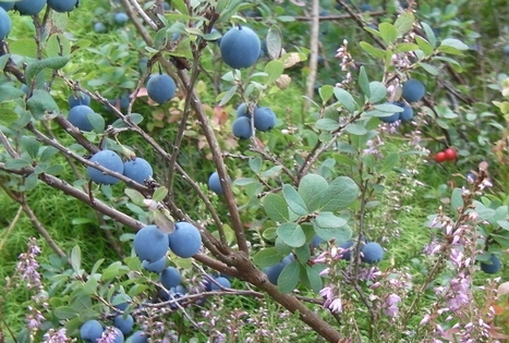 Sodyba „Antanėlio sapnas“