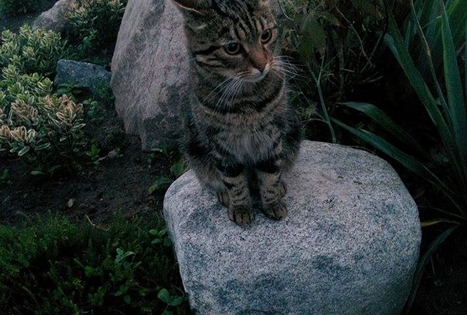 Sodyba „Girelė“