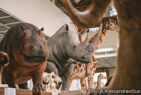 Tadas Ivanauskas Kaunas Zoological Museum