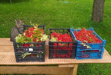 The "Misko sodai" farm