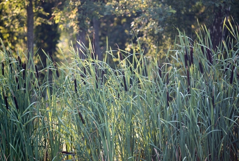„Gilužio“ sodyba