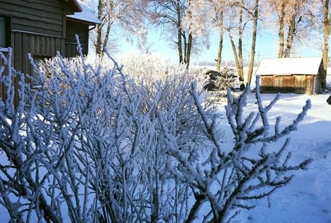 Homestead "Bučkalnis"