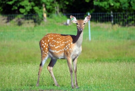 L. Sabaliauskienės danielių ūkis
