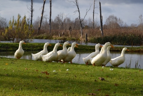 Sodyba „Širvynė“