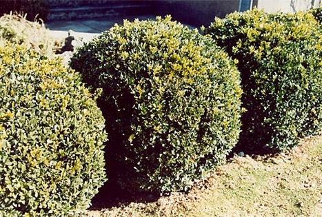 Tytuvenai church and convent ensemble