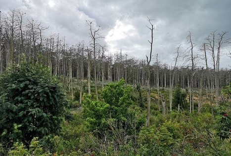 Heron and cormorant colony