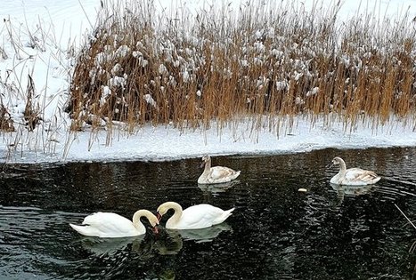 Homestead of Nijolė and Henrikas Zubrickiai 