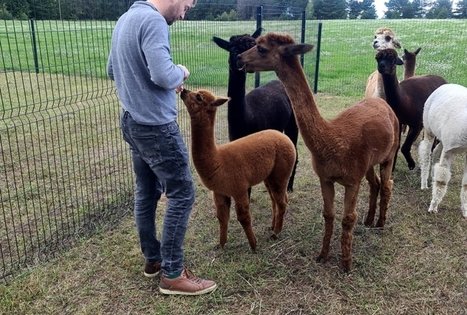 Alpakų ūkis „Čiobrelių rojus“ 