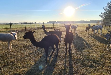 Alpakų ūkis „Čiobrelių rojus“ 