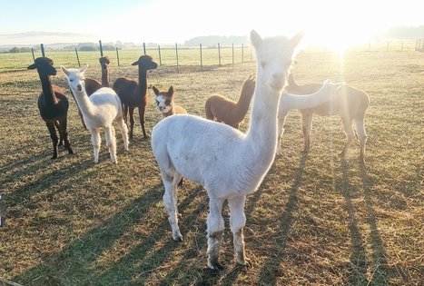 Alpakų ūkis „Čiobrelių rojus“ 