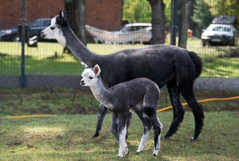 Alpakų ūkis „Čiobrelių rojus“ 