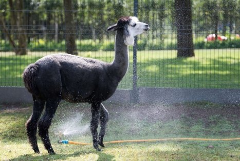 Alpakų ūkis „Čiobrelių rojus“ 