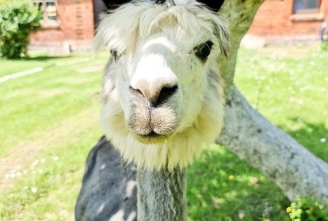 Alpakų ūkis „Čiobrelių rojus“ 