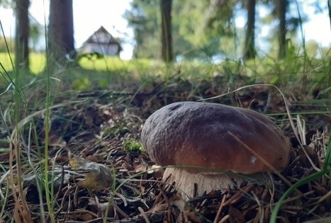 Homestead "Gintarinė rasa"