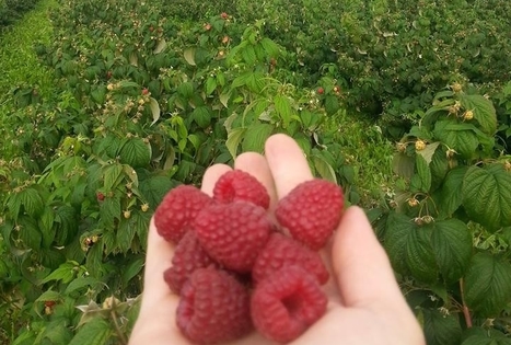 Audrone Ispiryan Farm