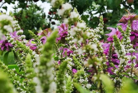 Homestead "Raudonkalnis"