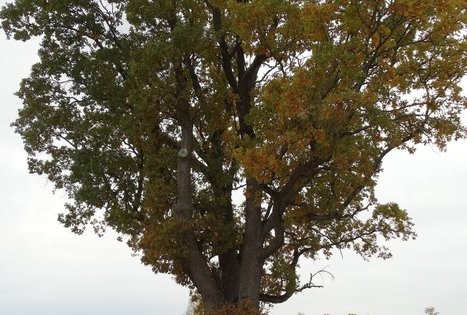 Paveisiejų trikamienis ąžuolas