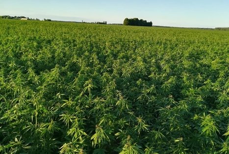 Hemp farm