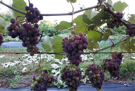 Vyndario kaimo turizmo sodyba „Roksala“ 