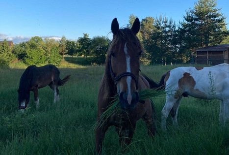 „Varėnės žirgai”