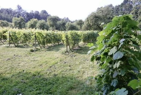 The Wine Wizardry