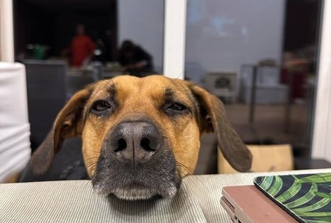 Association "Džiaugsmo dirbtuvės"