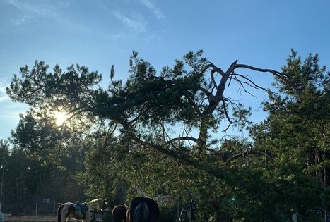 „Varėnės žirgai”