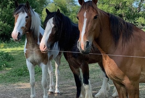 „Varėnės žirgai”