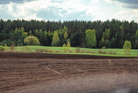 Forest Trail 51. Lazdijai – Veisiejai.