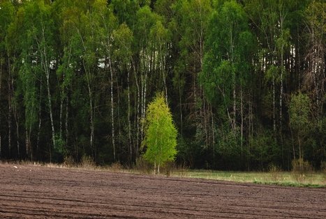 Forest Trail 51. Lazdijai – Veisiejai.