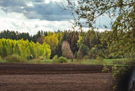 Forest Trail 51. Lazdijai – Veisiejai.