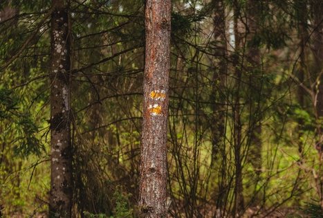 Forest Trail 51. Lazdijai – Veisiejai.