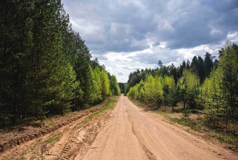 Forest Trail 51. Lazdijai – Veisiejai.