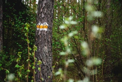 Forest Trail 51. Lazdijai – Veisiejai.