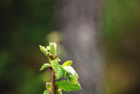 Forest Trail 51. Lazdijai – Veisiejai.