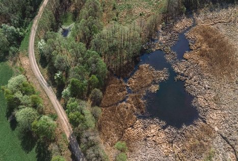 Forest Trail 51. Lazdijai – Veisiejai.