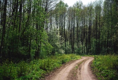 Forest Trail 51. Lazdijai – Veisiejai.