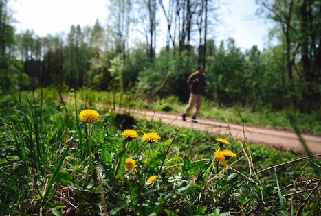 Forest Trail 51. Lazdijai – Veisiejai.