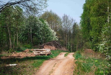 Forest Trail 51. Lazdijai – Veisiejai.