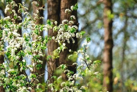 Forest Trail 51. Lazdijai – Veisiejai.