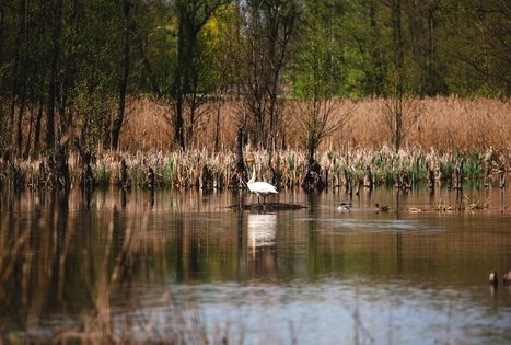 Forest Trail 51. Lazdijai – Veisiejai.