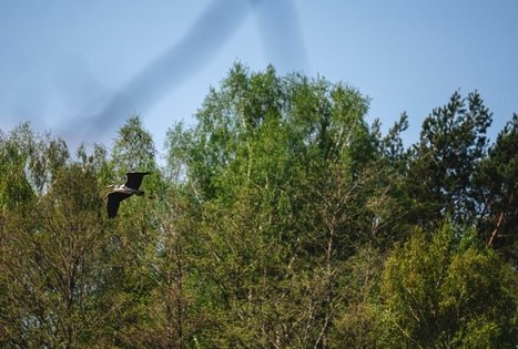 Forest Trail 51. Lazdijai – Veisiejai.