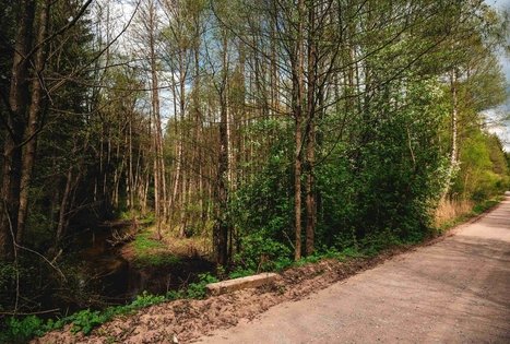 Forest Trail 52. Veisiejai – Trikojis.