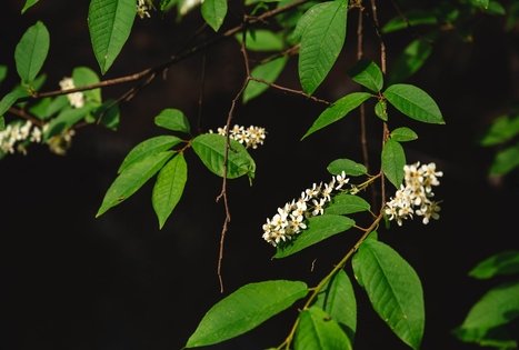 Forest Trail 52. Veisiejai – Trikojis.