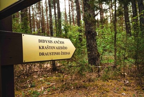 Forest Trail 52. Veisiejai – Trikojis.